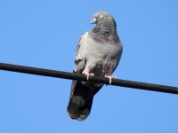 집비둘기 from Jindaiji Motomachi, Chofu, Tokyo 182-0017, Japan on 2023년 11월 29일 (수) at 02:10 오후 by jitensha2021... 