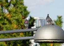 집비둘기 from 135-0091, Japan on 2023년 11월 30일 (목) at 01:07 오후 by qweable · iNaturalist 집비둘기 (Variety Columba... 