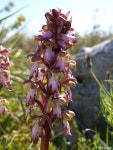 Himantoglossum robertianum from Crete, Greece on 2012년 03월 30일 (금) at 11:24 오전 by Vasilis Samaritakis · iNaturalist... 