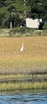 중대백로 from Hunting Hound Rd, Berlin, MD, US on 2023년 09월... at 09:37 오전 by alainawarner · iNaturalist 중대백로 (Ardea alba)