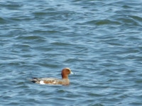 홍머리오리 from Haru, Karatsu, Saga 847-0031, Japón on 2023년 11월 07일 (화) at 10:48 오전 by Jairo Moya Vargas · iNaturalist... 