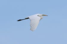 중대백로 from 79365 Rheinhausen, Deutschland on 2023년 11월 01일 (수) at 02:39 오후 by Korbinian von Königslöw · iNaturalist... 
