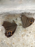 먹나비 from 12, LB Block, Sector 3, Bidhannagar, Kolkata, West Bengal 700098, India on 2023년 12월 05일 (화) at 09:35 오전 by... 