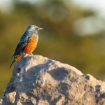 바다직박구리 from 136-0083, Япония on 2023년 11월 29일 (수) at 10:02 오전 by shtepbraiter · iNaturalist... 