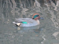 쇠오리 from Shimonanbata, Fujimi, Saitama 354-0004, Japan on 2023년 12월 11일 (월) at 12:40 오후 by belvedere04. Japanese name... 