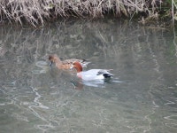 홍머리오리 from Shimonanbata, Fujimi, Saitama 354-0004, Japan on 2023년 12월 11일 (월) at 12:41 오후 by belvedere04. Japanese... 