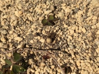 별늑대거미 from 日本、〒274-0072 千葉県船橋市三山 on 2023년 12월 09일 (토) by ryotaro_suzuki · iNaturalist 별늑대거미... 