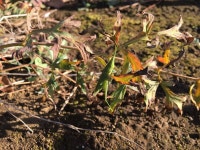 섬서구메뚜기 from 日本、〒274-0072 千葉県船橋市三山 on 2023년 12월 09일 (토) by ryotaro_suzuki · iNaturalist... 