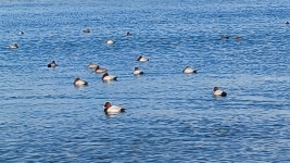 흰죽지 from 日本、〒938-0072 富山県黒部市生地中区３２９ on 2023년 12월 08일 (금) at 10:28 오전 by hakkahamushi... 
