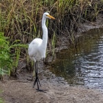 중대백로 from South Padre Island, TX 78597, USA on 2023년 12월 12일 (화) at 02:03 오후 by Todd Council · iNaturalist... 