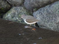 깝작도요 from Okura, Setagaya City, Tokyo 157-0074, Japan on 2023년 12월 13일 (수) at 12:11 오후 by jitensha2021 · iNaturalist... 