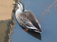 흰뺨검둥오리 from Shinkawa, Mitaka, Tokyo 181-0004, Japan on 2023년 12월 13일 (수) at 02:54 오후 by jitensha2021 · iNaturalist... 