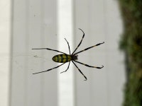 무당거미 from 11-9 Irifunechō, Hadano, Kanagawa 257-0041, Japan on 2023년 12월 10일 (일) at 04:29 오후 by Jenny Saito... 