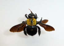 from Peloponnes, Griechenland on 2023년 05월 27일 (토) at 01:58 오후 by gogo5760. GR23/H0046 · iNaturalist Xylocopa pubescens