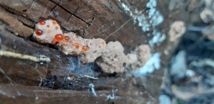 Abortiporus biennis from RIOFREDDO | Via Vivaro Via Colle Roberto # f8825, 00020 Riofreddo RM, Italy on 2023년 12월 16일 (토)... 