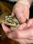 Incilius nebulifer from Timber Ridge Dr, Trophy Club, TX, US on 2023년 12월 22일 (금) at 06:07 오후 by Sarah Goodrich... 