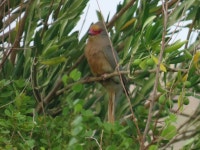 Urocolius indicus indicus from Riebeeck Kasteel, Riebeek-Kasteel, 7307, South Africa on 2023년 12월 14일 (목) at 07:25 오전... 