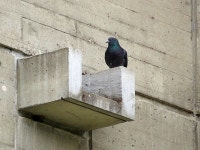 비둘기 from Collegeville, Minnesota on 2016년 04월 19일 (화) at 06:06 오후 by eknuth · iNaturalist 비둘기 (Subspecies... 