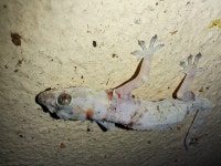 Hemidactylus mabouia from 14th Ave &amp; Louis Trichardt St, Wonderboom South, Pretoria, 0084, South Africa on 2023년 12월 25일... 