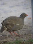 adspersus from Etosha National Park, Namibia. on 2003년 10월 23일 (목) by Carmelo López Abad · iNaturalist Pternistis adspersus