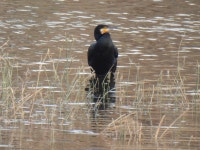 민물가마우지 from Denenchofuhoncho, Ota City, Tokyo 145-0072, Japan on 2023년 12월 27일 (수) at 03:58 오후 by jitensha2021... 