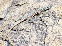 Platysaurus lebomboensis from Mlawula Nature Reserve, rhino pools on 2023년 09월 22일 (금) by Kate Braun. SARCA 205197... 