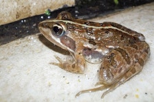 Amietia delalandii from 14th Ave &amp; Louis Trichardt St, Wonderboom South, Pretoria, 0084, South Africa on 2023년 12월 25일... 