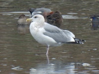 재갈매기 from Denenchofuhoncho, Ota City, Tokyo 145-0072, Japan on 2023년 12월 31일 (일) at 03:05 오후 by jitensha2021... 