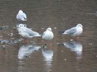 붉은부리갈매기 from Denenchofuhoncho, Ota City, Tokyo 145-0072, Japan on 2023년 12월 31일 (일) at 03:07 오후 by jitensha2021... 