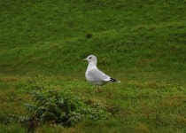 갈매기 from Crosby Coastal Park, Marine Terrace, Crosby... 오전 by Stephen James McWilliam · iNaturalist 갈매기 (Larus canus)