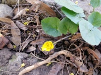 Ficaria verna from Strada Petre Andrei 9, Iași 700496, România on 2019년 04월 09일 (화) at 05:58 오후 by myosotis24... 