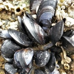 wbnzs Life List · iNaturalist wbnzs Life List