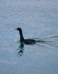 쇠가마우지 from Takashima, Otaru, Hokkaido 047-0048, Japan on 2023년 12월 28일 (목) at 11:41 오전 by reginacyyy · iNaturalist... 