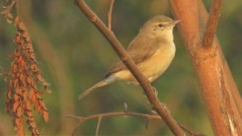 검은다리솔새 from TS Chanakya on 2019년 03월 17일 (일) at... Dinesh Sharma · iNaturalist 검은다리솔새 (Phylloscopus collybita)