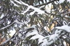 상모솔새 from Uroczyska Puszczy Solskiej, Biłgoraj, Lublin, PL... by Cameron McIsaac · iNaturalist 상모솔새 (Regulus regulus)