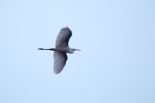 중대백로 from 6640 Lunderskov, Danmark on 2024년 01월 10일 (수) at 04:40 오후 by Tina Ellegaard Poulsen · iNaturalist... 