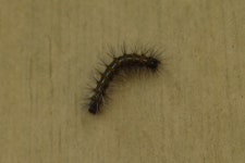 수검은줄점불나방 from 日本、〒682-0021 鳥取県倉吉市上井 on 2023년 12월 27일 (수) at 10:16 오전 by taisha568 · iNaturalist... 