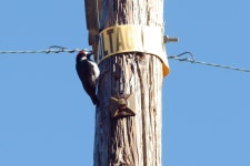 Melanerpes formicivorus from Stonewall Mine, California 92036, USA on 2024년 01월 16일 (화) at 05:03 오후 by Scott Harris... 