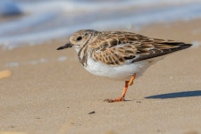 꼬까도요 from Sussex County, DE, USA on 2024년 01월 17일... Missing a foot. · iNaturalist 꼬까도요 (Arenaria interpres)
