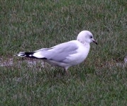 갈매기 from Liverpool, UK on 2023년 12월 28일 (목) at 10:45 오전 by A Emmerson · iNaturalist 갈매기 (Larus canus)