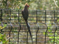 Urocolius indicus indicus from Riebeeck Kasteel, Riebeek-Kasteel, 7307, South Africa on 2024년 01월 15일 (월) at 01:51 오후... 