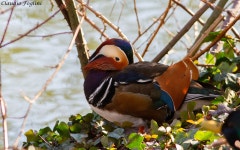 원앙 from Provincia di Monza e della Brianza, Italia on 2024년 01월 20일 (토) at 11:06 오전 by Claudio Foglini · iNaturalist... 