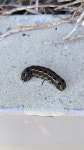 담배거세미나방 from Thornlands QLD 4164, Australia on 2024년 01월 21일 (일) at 03:12 오후 by Nick Swanson · iNaturalist... 