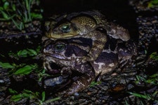 Rhinella icterica from Parque Estadual Intervales - Estrada Municipal, km 25 s/n Zona Rural, Ribeirão Grande - SP, 18315-000... 
