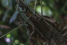 Enyalius iheringii from Parque Estadual Intervales - Estrada Municipal, km 25 s/n Zona Rural, Ribeirão Grande - SP, 18315-000... 