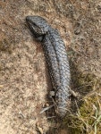 2024년 01월 24일 (수) at 01:14 오후 by Alex. Private property · iNaturalist 동부솔방울도마뱀 (Subspecies Tiliqua rugosa aspera)
