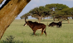 Hippotragus niger niger in 3월 2019 by Nick Helme. breeding herds · iNaturalist Subspecies Hippotragus niger niger