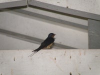 제비 from Pte. de Lima, 4990, Portugal on 2009년 06월 13일 (토) at 03:51 오후 by naturpel. PT-16 · iNaturalist 제비 (Hirundo... 