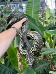 Morelia spilota spilota from River Rd, Lower Portland, NSW, AU on 2024년 01월 30일 (화) at 03:23 오후 by Chris Williams... 