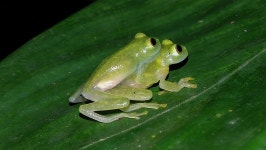 Hyalinobatrachium tatayoi in 10월 2022 by mangelamaya17 · iNaturalist Hyalinobatrachium tatayoi